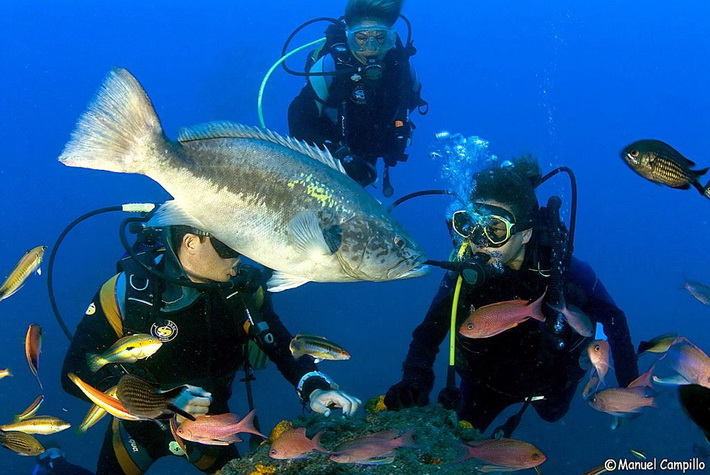 La fotografía y el vídeo submarino reunirá en La Herradura a los mejores profesionales del país.